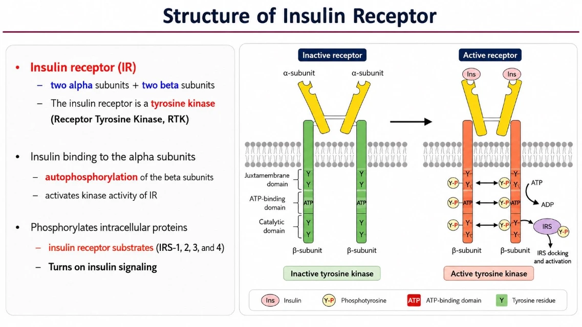 Structure of Insulin Receptor