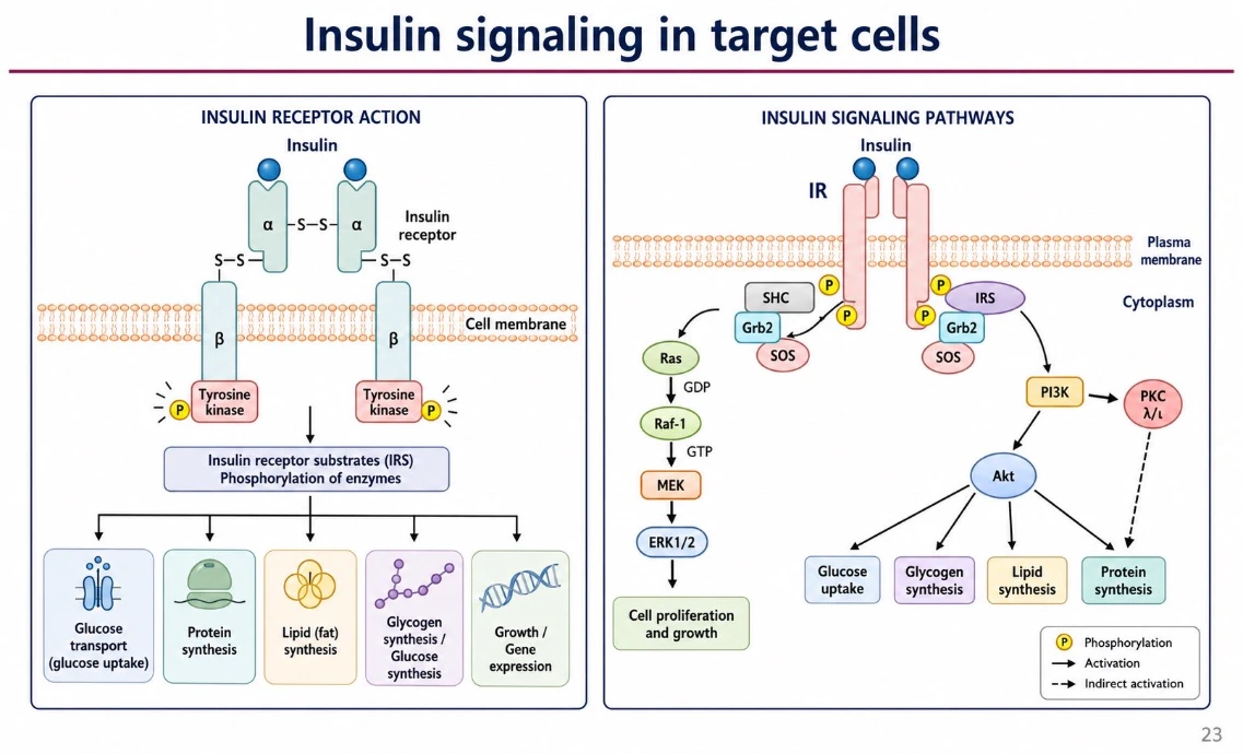 Insulin signaling in target cells